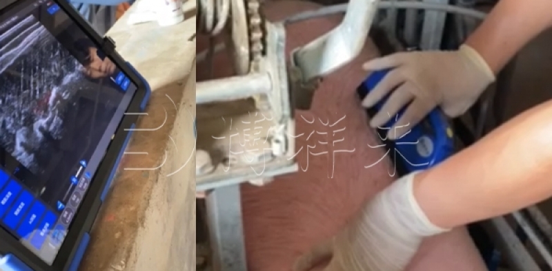 背膘厚度如何影响母猪繁殖性能？