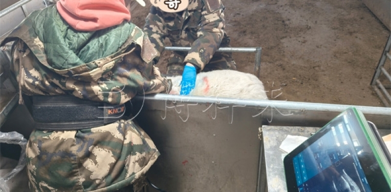 背膘仪检测羊背膘厚度和肌内脂肪含量，助力羊肉品质精准评估