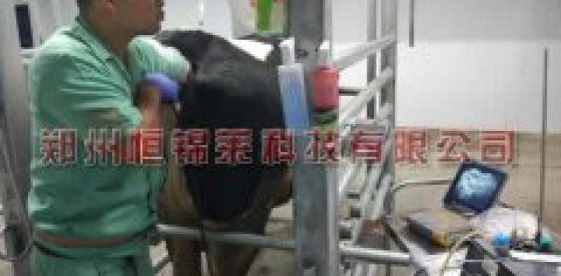 影像水牛活体采卵效果的原因有哪些