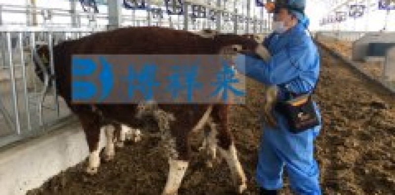 进口背膘仪EVO辅助牛肉大理石花纹评级