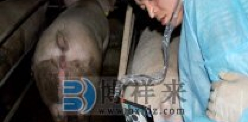 眼肌面积测定仪检测不同品种猪眼肌面积对生产性能的影响