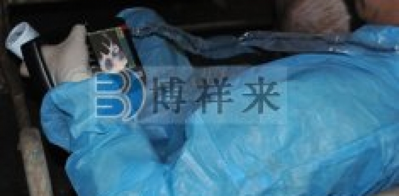 猪育种者使用背膘仪了解遗传进展的影响因素