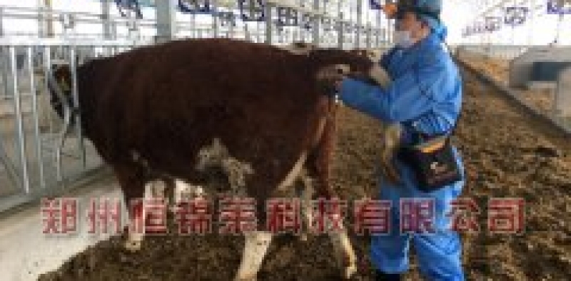眼肌面积测定仪对肉牛产肉性能指标及测定方法