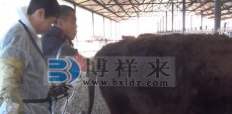 进口背膘仪观察水牛的繁殖特征