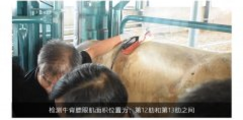 背膘仪在肉牛育种过程中的作用
