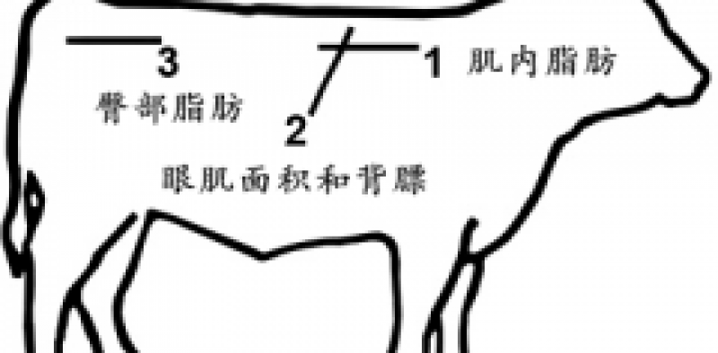 牛眼肌面积测定仪在检测肉牛肉质的作用